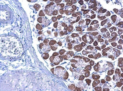 LETM1 Rabbit Polyclonal Antibody