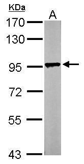 LETM1 Rabbit Polyclonal Antibody