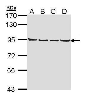 LETM1 Rabbit Polyclonal Antibody