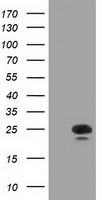 LTA4H Antibody