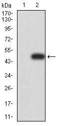 LGALS1 Antibody