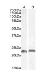 LIF (aa28-39) Antibody