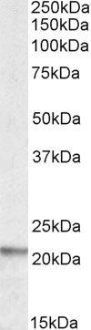 Goat anti-LIGHT / CD258 Antibody
