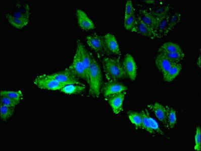 LIMS3 Antibody