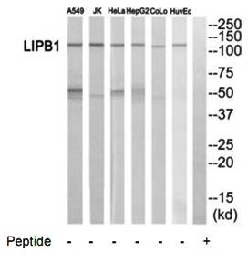 LIPB1 Antibody