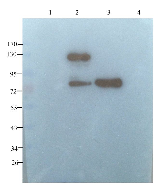 LIPG Rabbit Polyclonal Antibody