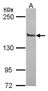 Liprin alpha 1 Rabbit Polyclonal Antibody