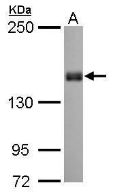 Liprin alpha 1 Rabbit Polyclonal Antibody