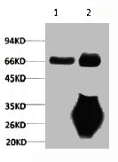 LMNB1 Antibody