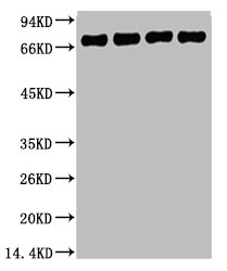 LMNB1 Antibody