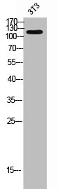 LMTK3 Antibody