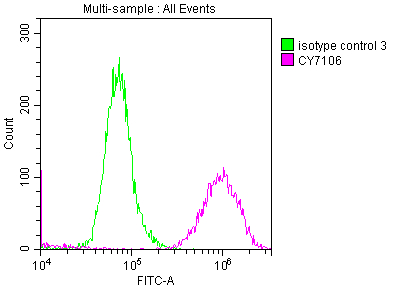 LOXL2 Antibody