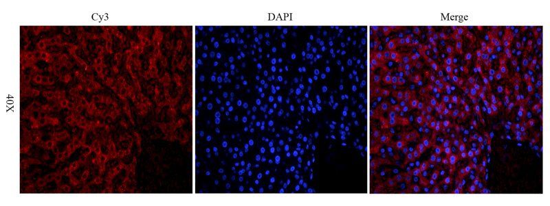LOXL2 Rabbit Polyclonal Antibody