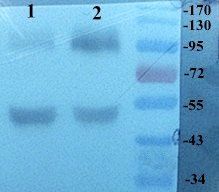 LOXL2 Rabbit Polyclonal Antibody