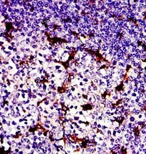 LPlunc1 Antibody