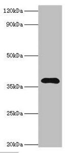 LRG1 Antibody
