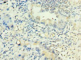 LRG1 Antibody