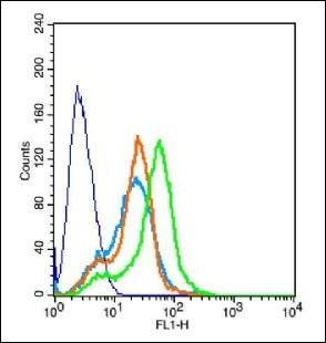 LRRTM2 Rabbit Polyclonal Antibody