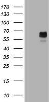 PLIN5 Antibody