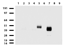 PLIN5 Antibody