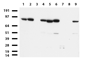 PLIN5 Antibody