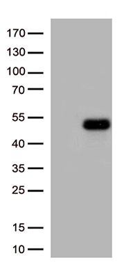 LSDP5 Antibody