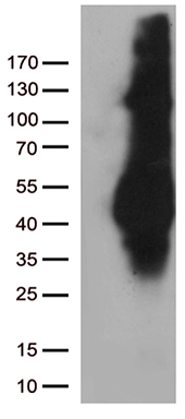 PLIN5 Antibody