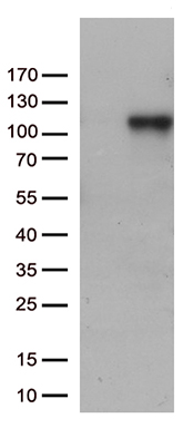 PLIN5 Antibody