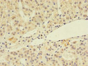 LSM4 Antibody