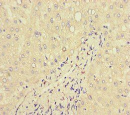 LTF Antibody