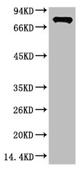 Luciferase Antibody