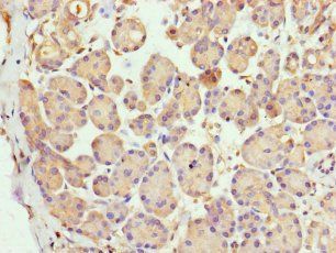 LYG1 Antibody
