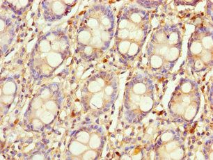 LYG1 Antibody