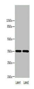 LYPD3 Antibody