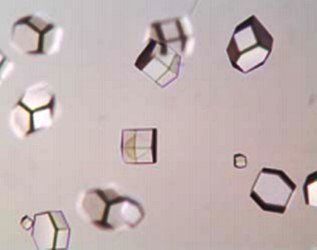 Lysozyme - Solution