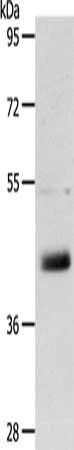 LYVE1 Antibody