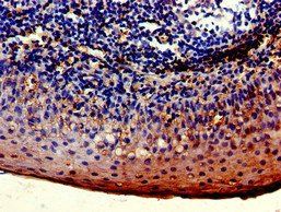 LYVE1 Antibody