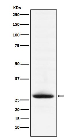 Myelin oligodendrocyte glycoprotein Rabbit Monoclonal Antibody