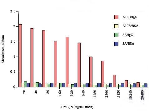 Mouse M13 bacteriophage (g3p) Antibody