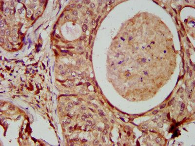 MAD2L1 Antibody