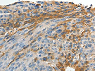 MAD2L1 Antibody