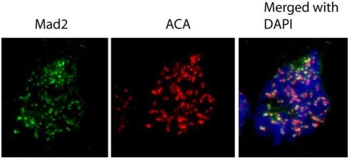 MAD2L1 Rabbit Polyclonal Antibody