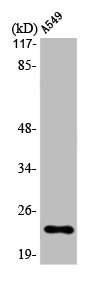 MAD2L1 Antibody