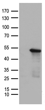MADH7 Antibody
