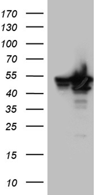 MAG1 Antibody