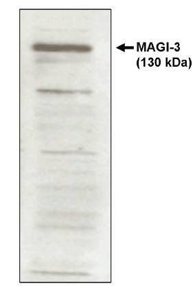 Sheep anti Human Guanalyate Kinase (PDZ 4-5) (MAGI) Antibody
