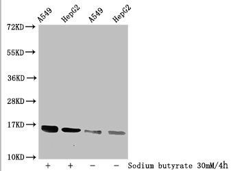 HIST1H3A Antibody