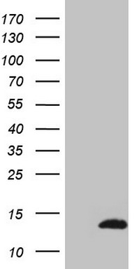 MALT1 Antibody