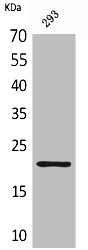 MANF Antibody