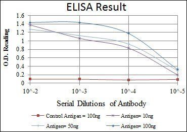 MAP2K6 Antibody